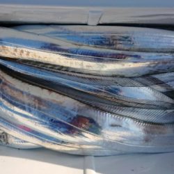 オーフリー 釣果