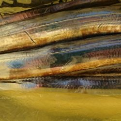 オーフリー 釣果