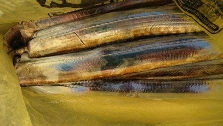 オーフリー 釣果