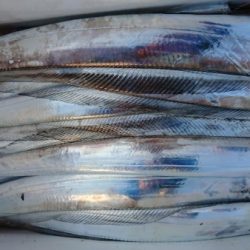 オーフリー 釣果