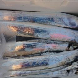 オーフリー 釣果