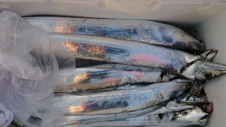 オーフリー 釣果