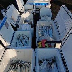 オーフリー 釣果