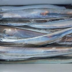 オーフリー 釣果