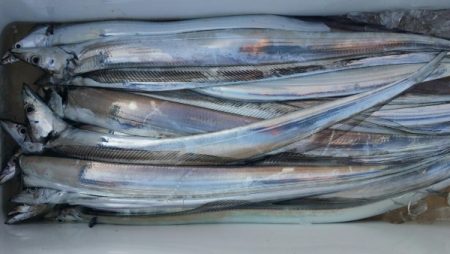 オーフリー 釣果