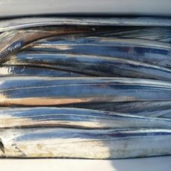 オーフリー 釣果