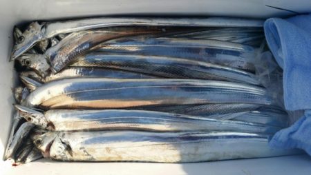 オーフリー 釣果