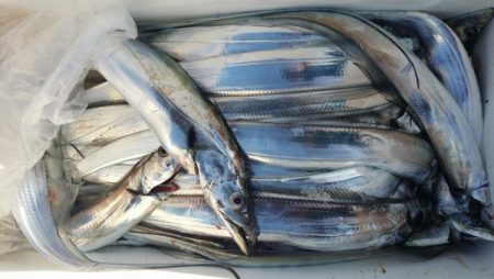 オーフリー 釣果