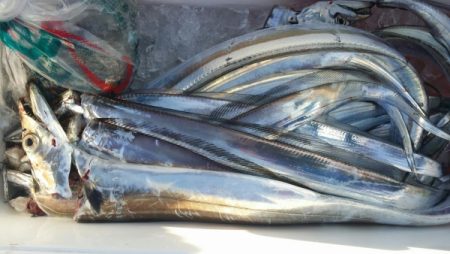 オーフリー 釣果