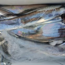 オーフリー 釣果