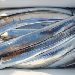 オーフリー 釣果