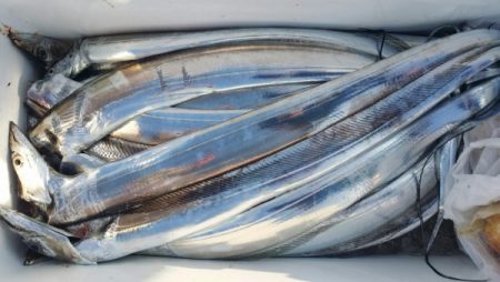 オーフリー 釣果