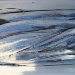 オーフリー 釣果