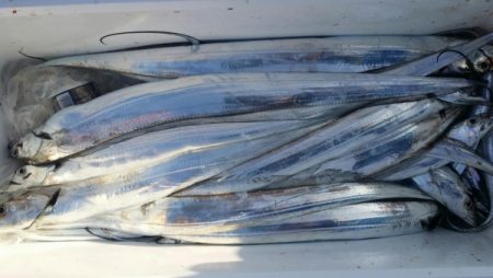 オーフリー 釣果