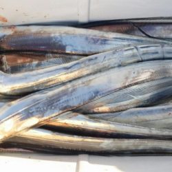 オーフリー 釣果