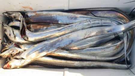 オーフリー 釣果