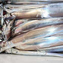 松本釣船２ 釣果