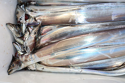 松本釣船２ 釣果