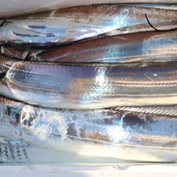 松本釣船２ 釣果