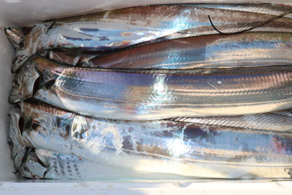 松本釣船２ 釣果