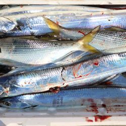 松本釣船２ 釣果