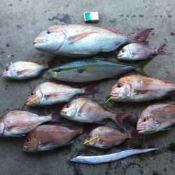 長栄丸(千葉) 釣果