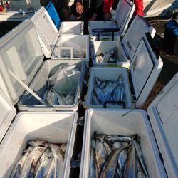 オーフリー 釣果