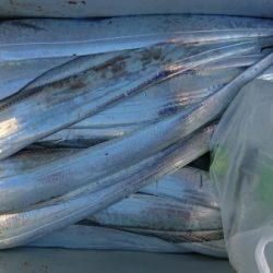 オーフリー 釣果