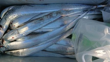 オーフリー 釣果