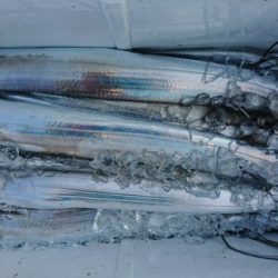 オーフリー 釣果