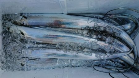 オーフリー 釣果