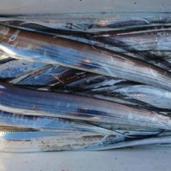 オーフリー 釣果