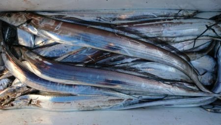 オーフリー 釣果