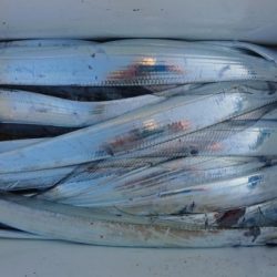 オーフリー 釣果