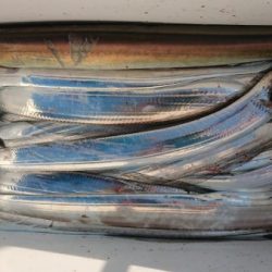 オーフリー 釣果