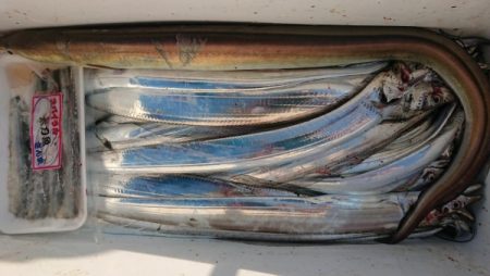 オーフリー 釣果