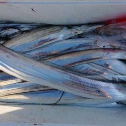 オーフリー 釣果