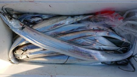 オーフリー 釣果