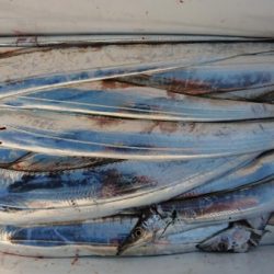 オーフリー 釣果