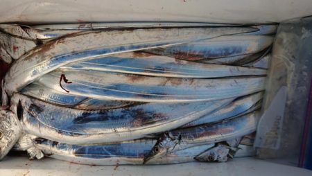 オーフリー 釣果