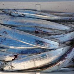 オーフリー 釣果