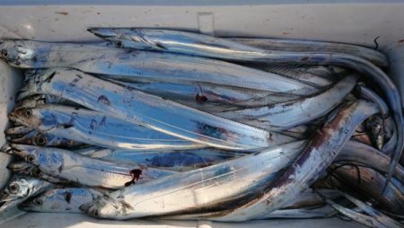 オーフリー 釣果