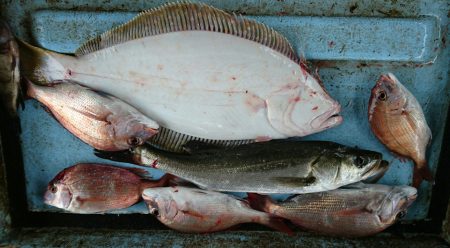 明神釣船 釣果