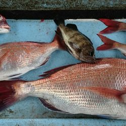 明神釣船 釣果