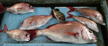 明神釣船 釣果