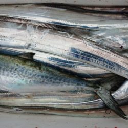 オーフリー 釣果