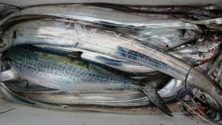 オーフリー 釣果