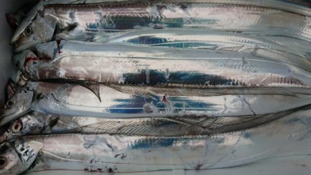 オーフリー 釣果