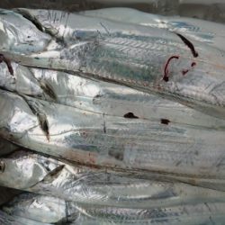 オーフリー 釣果