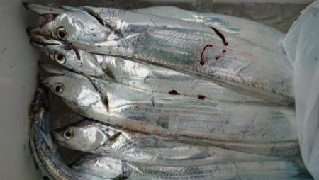 オーフリー 釣果